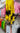 Lanyard Premium Texturado Amarillo